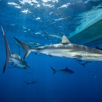 Silky sharks