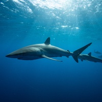 Silky sharks