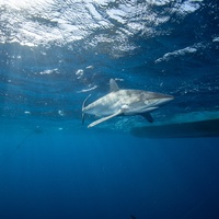 Silky sharks