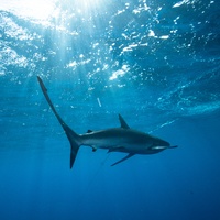 Silky sharks