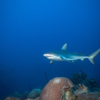 Caribbean Reef Shark