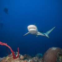 Caribbean Reef Shark