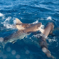 Caribbean Reef Shark