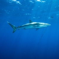 Silky sharks