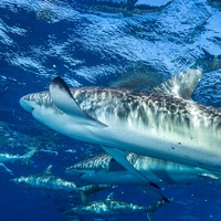 Silky sharks