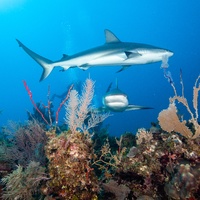 Caribbean Reef Shark