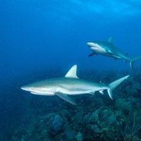 caribbean Reef Shark