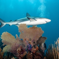 Caribbean Reef Shark