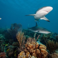 Caribbean Reef Shark