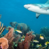 Caribbean Reef Shark