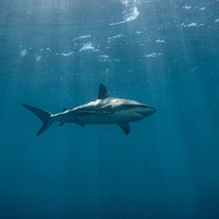 Silky sharks