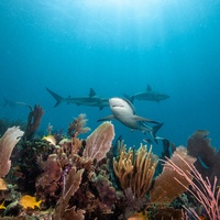 Caribbean Reef Shark