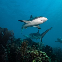 Caribbean Reef Shark