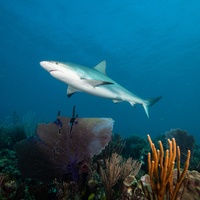 Caribbean Reef Shark