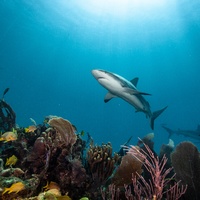 Caribbean Reef Shark