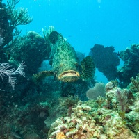 Kanic obrovský (Atlantic goliath grouper)