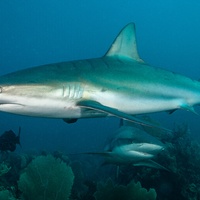 Caribbean Reef Shark