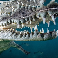 American crocodile