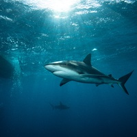 Silky sharks