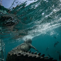 American crocodile