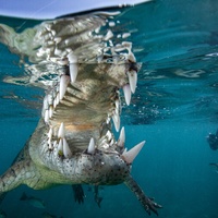 American crocodile