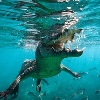 American crocodile