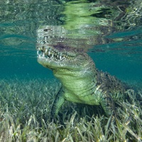 American crocodile