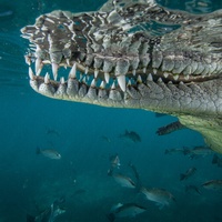 American crocodile