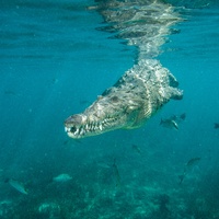 American crocodile