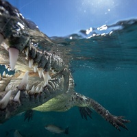 American crocodile