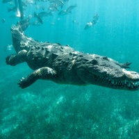 American crocodile