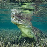 American crocodile