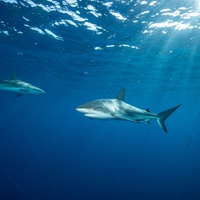 Silky sharks