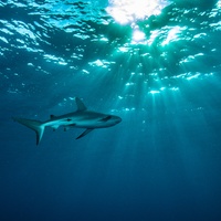 Silky sharks