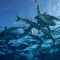 Caribbean Reef Shark