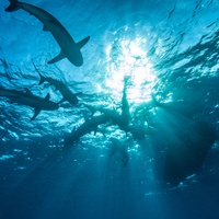 Caribbean Reef Shark