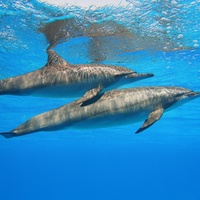 Dolphins