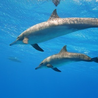 Dolphins