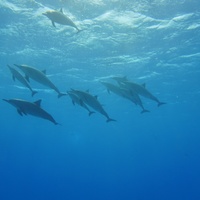 Dolphins again