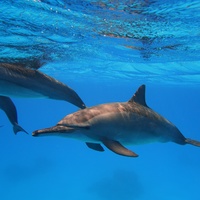 Dolphins