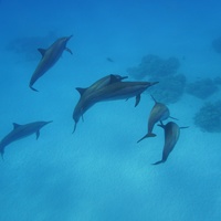 Dolphins again