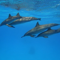 Dolphins