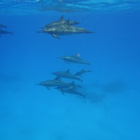 Dolphins again