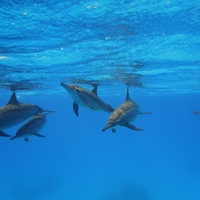 Dolphins