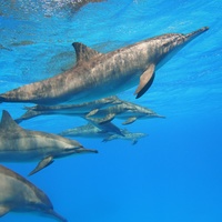 Dolphins again