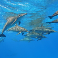 Dolphins