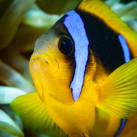 Anemone Fish