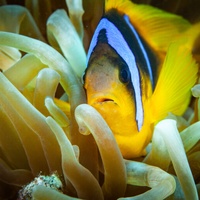 Anemone Fish