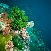 Green coral