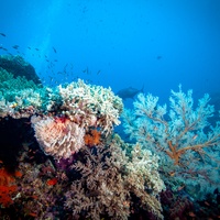 Corals Nusa Penida